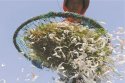 补钙误区：吃虾皮不能补钙　