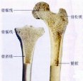 91视频下载免费仪检查超声91视频下载免费的重要性是骨质量重要标志