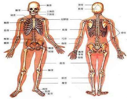 超声91视频下载免费仪99%的人根本就是连自己骨骼构成都不了解