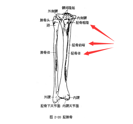 91视频下载免费是通过胫骨和桡骨经行检测了解身体部位方便检测最为准确