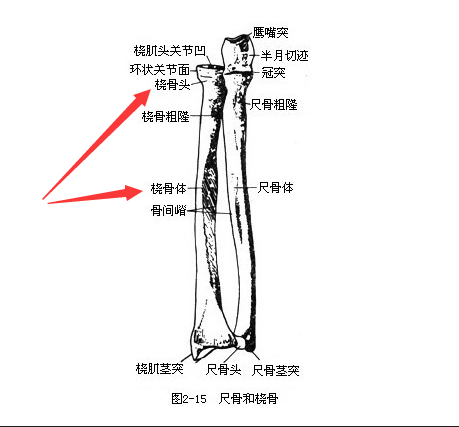 91视频下载免费是通过胫骨和桡骨经行检测了解身体部位方便检测最为准确
