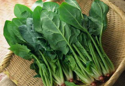 菠菜菠菜菠菜贱卖91视频下载免费仪厂家介绍菠菜中的维生素K具有促进骨钙形成的强大功效